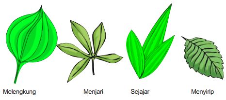 Macam macam bentuk  daun  atau susunan tulang daun  beserta 