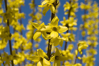 HOW DO YOU GROW FORSYTHIA? HOW DO YOU GROW FORSYTHIA?