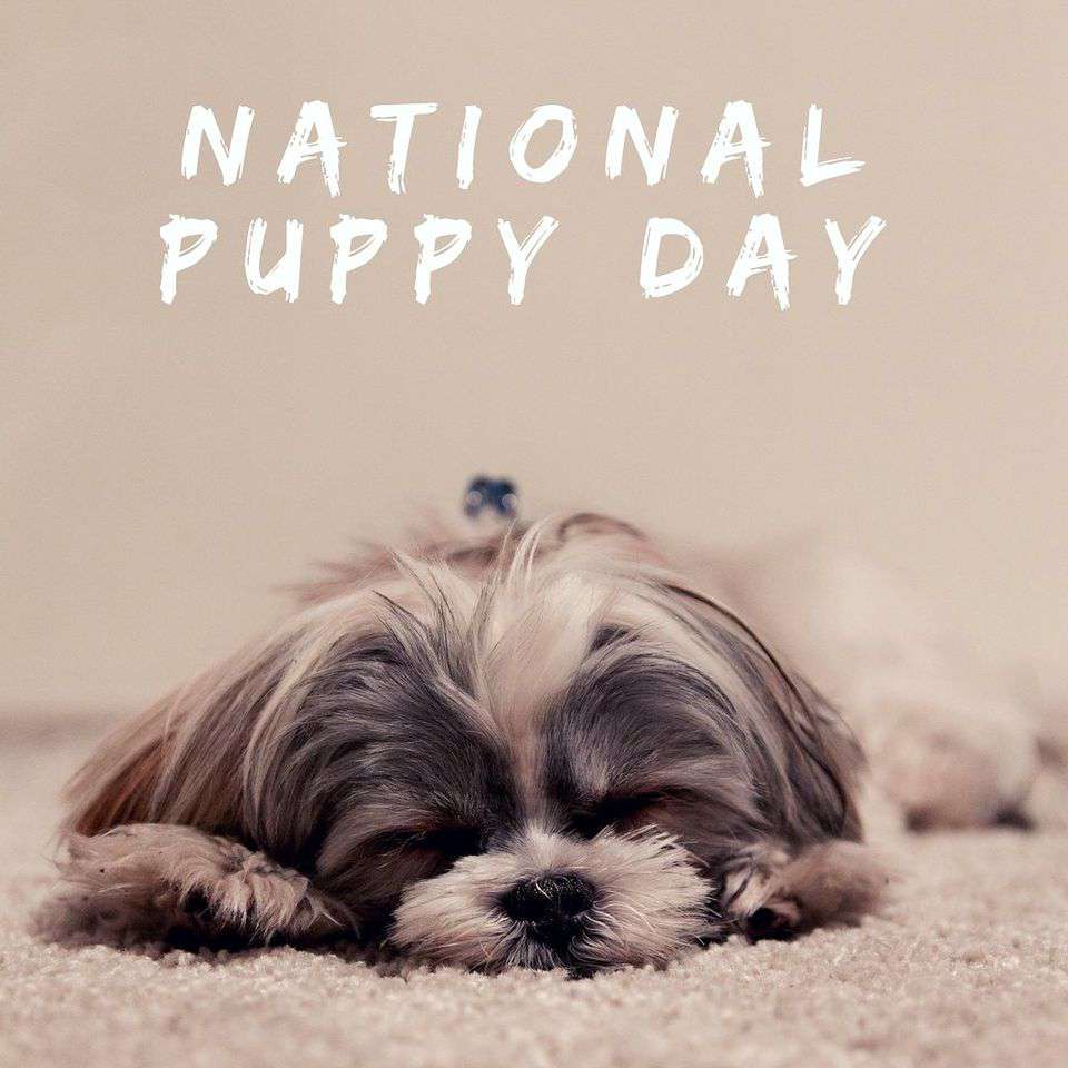 National Puppy Day Wishes Awesome Picture National Puppy Day Wishes Awesome Picture