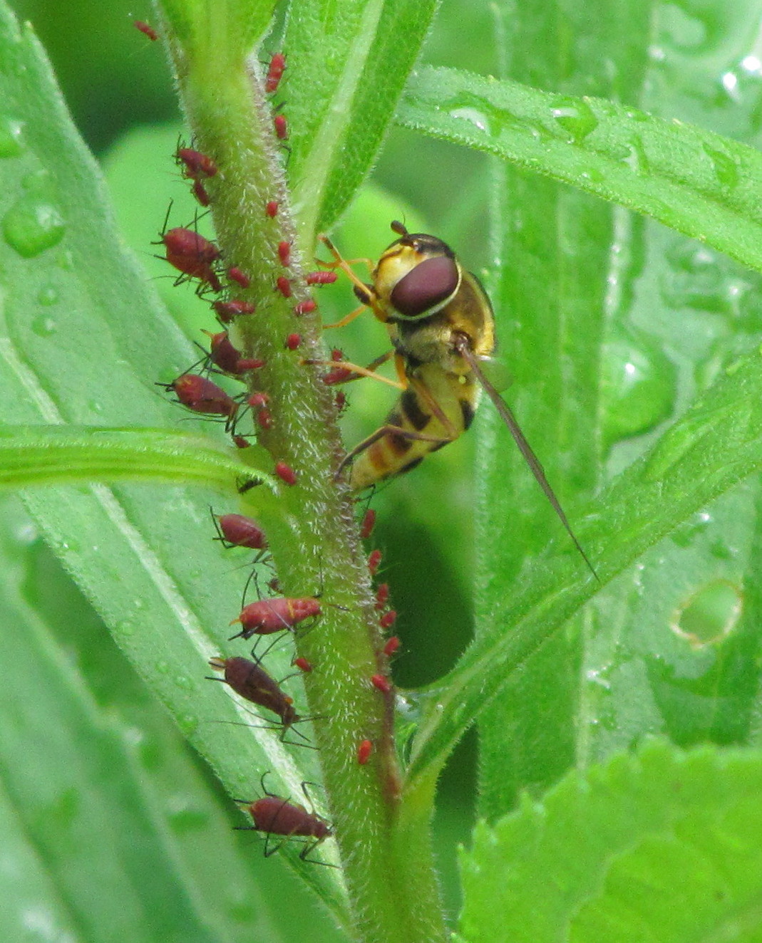 Bug Eric The Maggot on the Rosebush Aphideating Flower Fly Larvae
