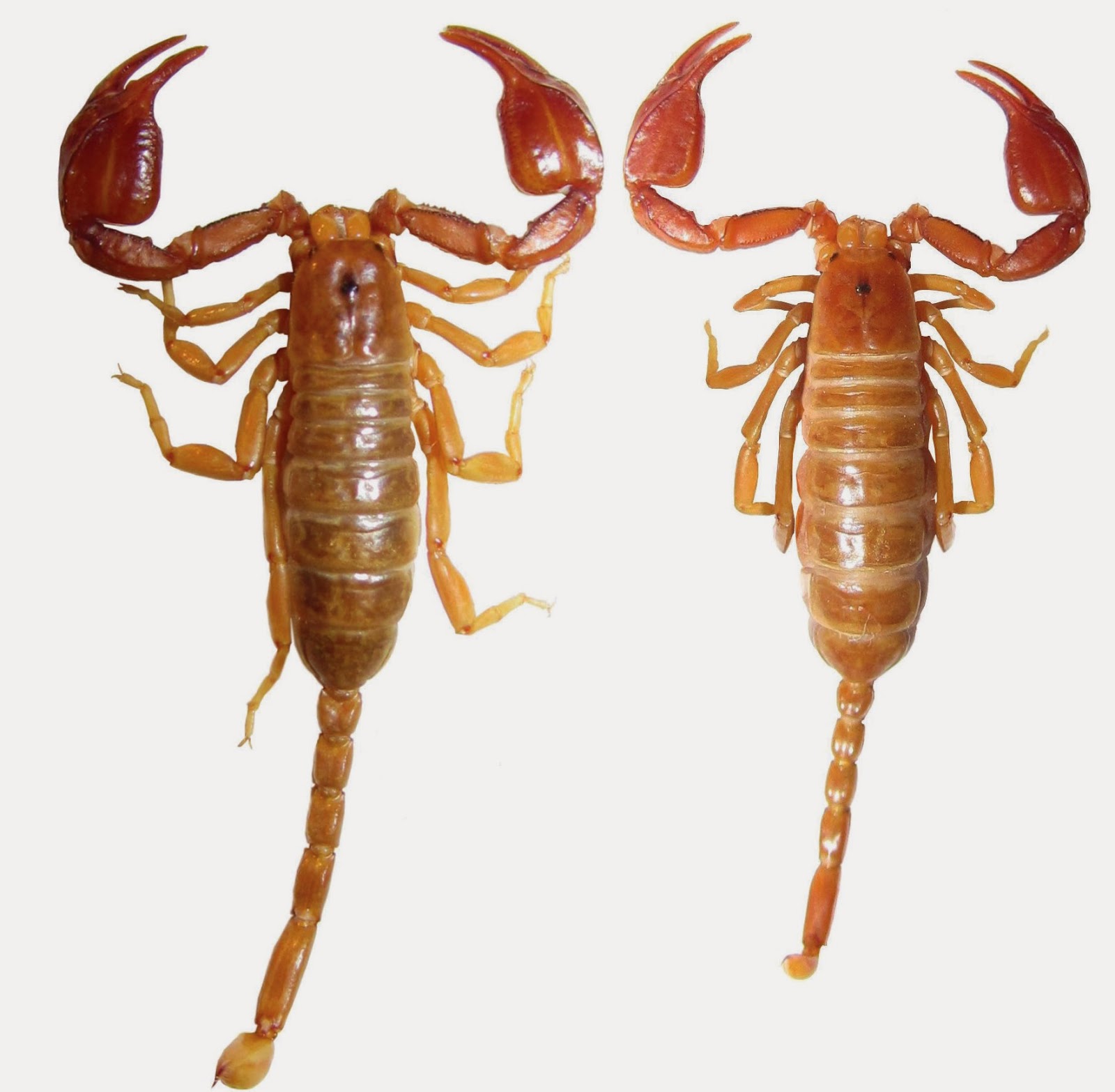 Sciency Thoughts A new species of Wood Scorpion from Anatolian Turkey.