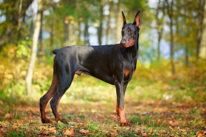 doberman dog online shopping
