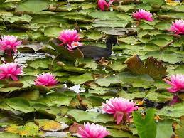Which soil is best for growing lotus? How to grow sacred lotus flowers at home? Which soil is best for growing lotus? How to grow sacred lotus flowers at home?