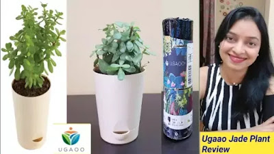 ugaoo good luck jade plant amazon review, ugaoo reviews, jade plant price