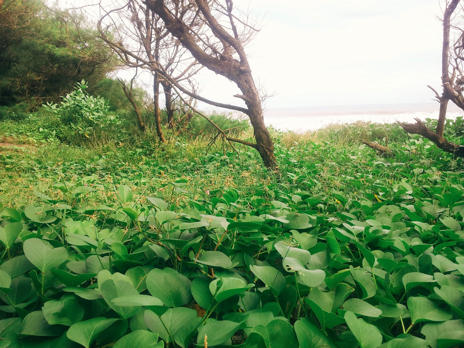 Vegetation in Goa Cemara beach in Bantul, Jogja