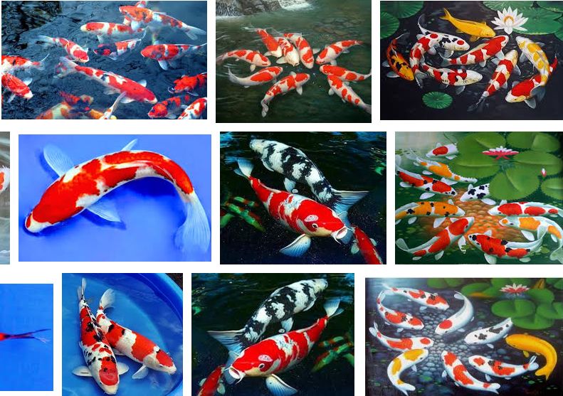 Gambar Ikan Koi Terlengkap dan Terbaik Sekarang Ini Gambar Ikan Koi Terlengkap dan Terbaik Sekarang Ini