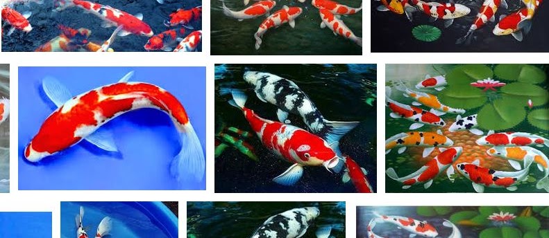Gambar Ikan Koi Terlengkap Dan Terbaik Sekarang Ini Infoikan Com