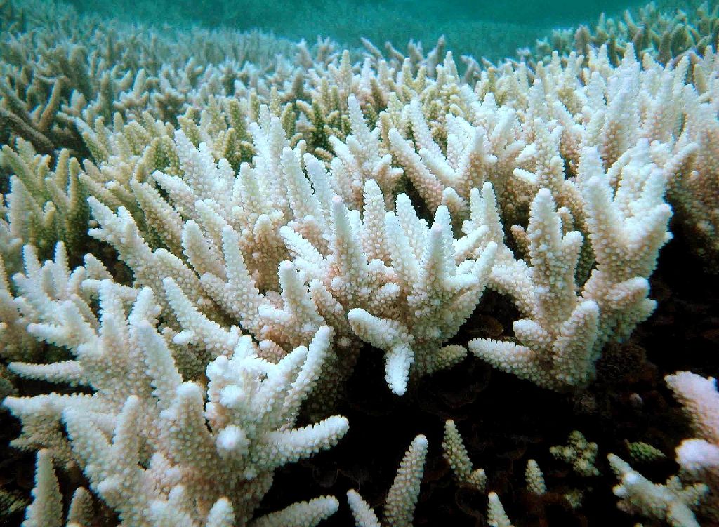 Worst Bleaching On Record For Great Barrier Reef - The -6287
