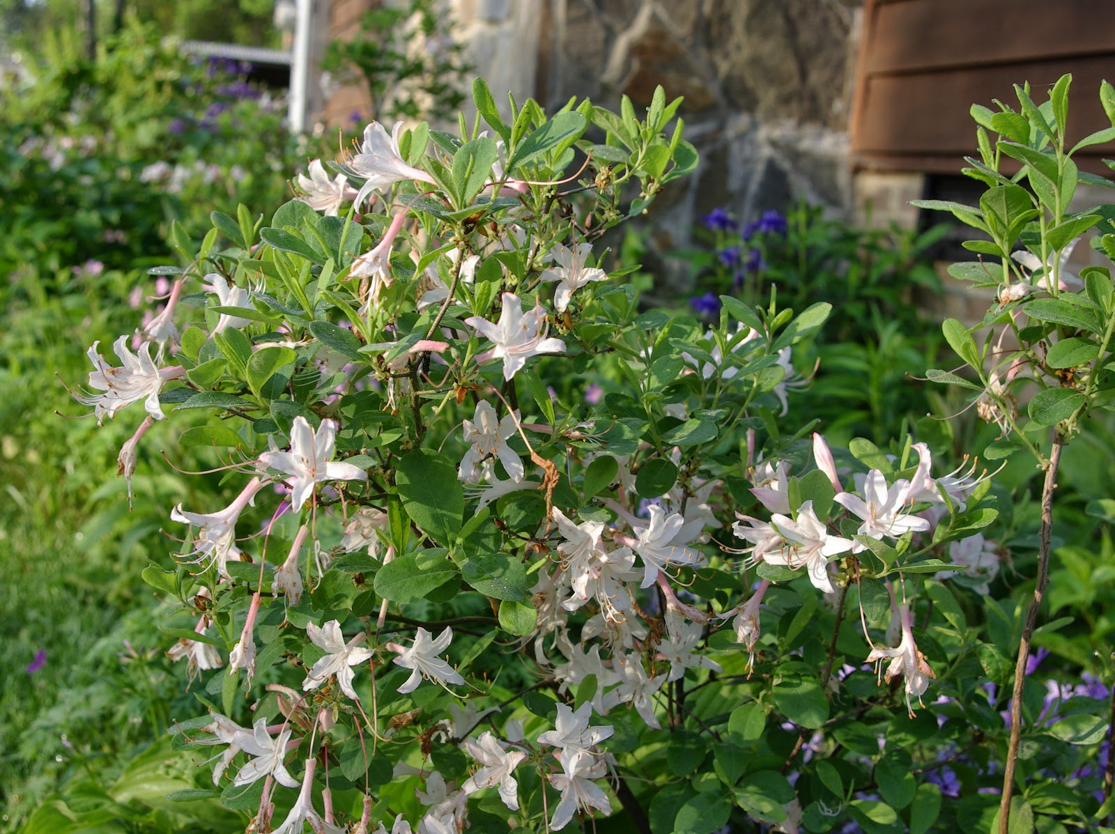 sweetbay: Blooming Friday ~ Poisonous