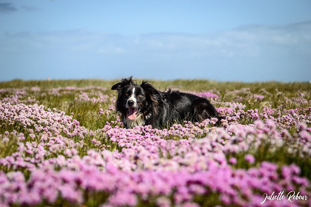 Photographie de border collie dans les fleurs