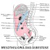 Peritoneal Mesothelioma 