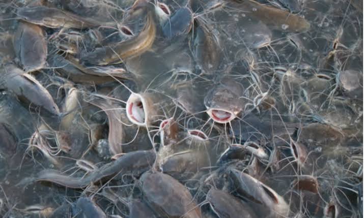 12 Arti Mimpi Ikan Lele, Tersimpan Makna Tentang Karier, Kesehatan, Sampai  Urusan Asmara | Dream.co.id