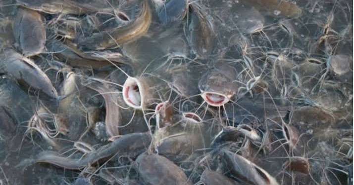 Mimpi Melihat Ikan Lele Banyak Akan Gundah Gulana Primbon88 Mimpi Melihat Ikan Lele Banyak Akan Gundah Gulana Primbon88