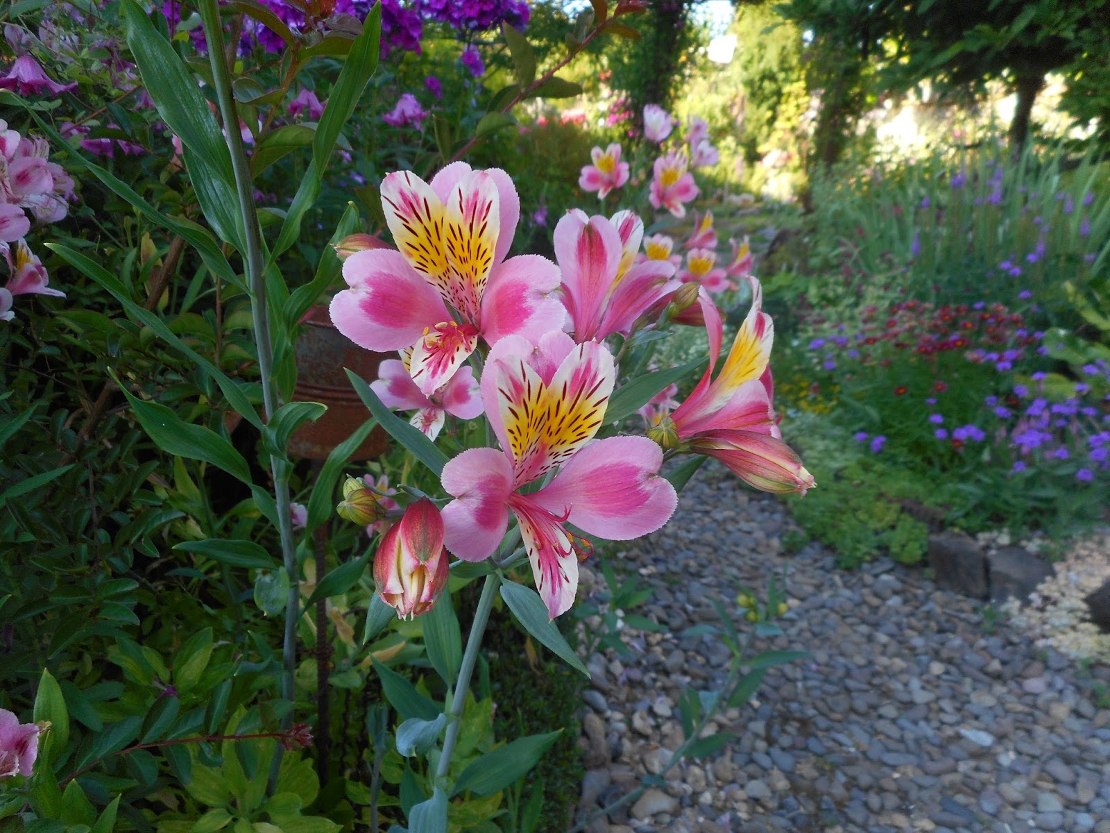 альстромерия каллисто. альстромерия цветы многолетники. альстромерия цветы. альстромерия выращивание. альстромерия сорта.