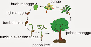 Pohon mangga berkembang biak dengan