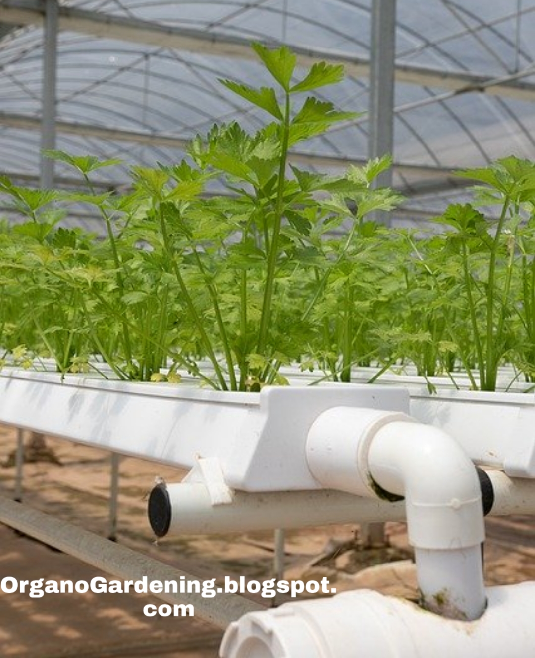 Diy Hydroponic Nutrient Solution Recipe