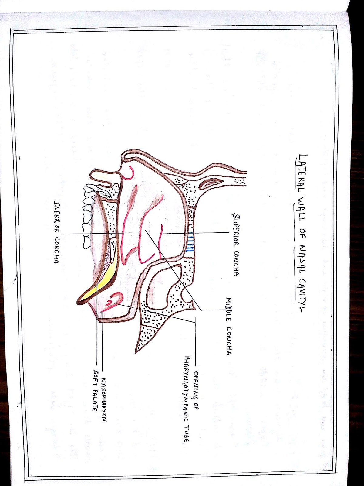 Anatomy Diagram Book