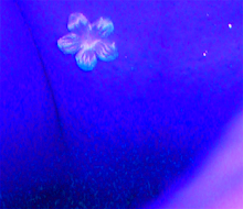 [blue.png]