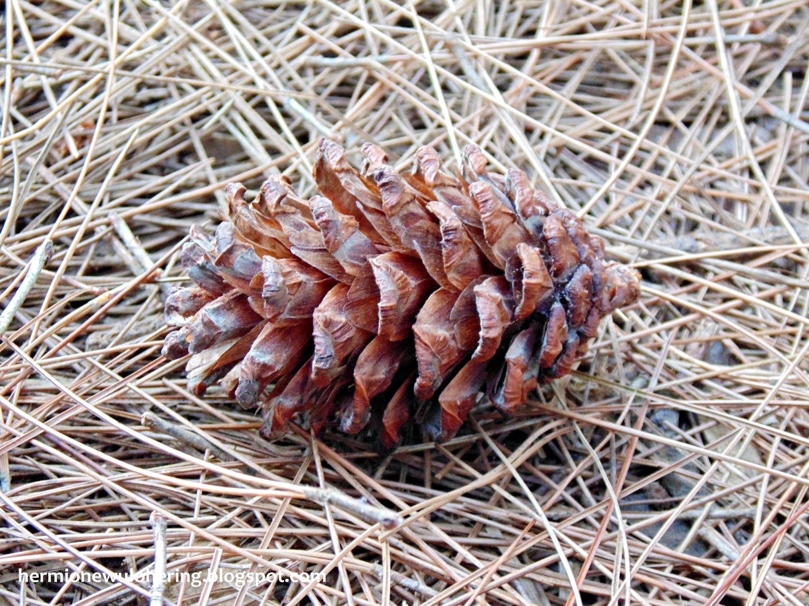 Gambar Bunga  Pinus  Pickini