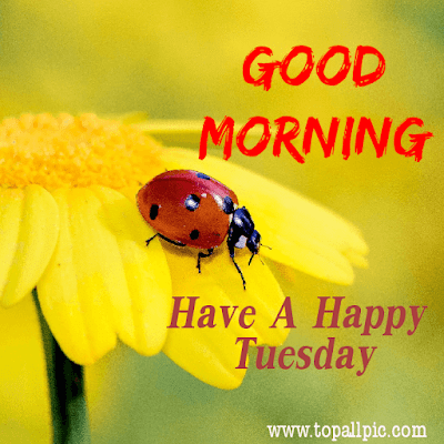 good morning tuesday images good morning tuesday images