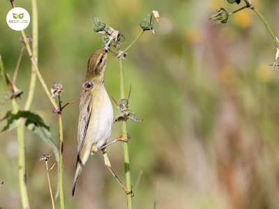 Mosquitero común (Phylloscopus collybita)