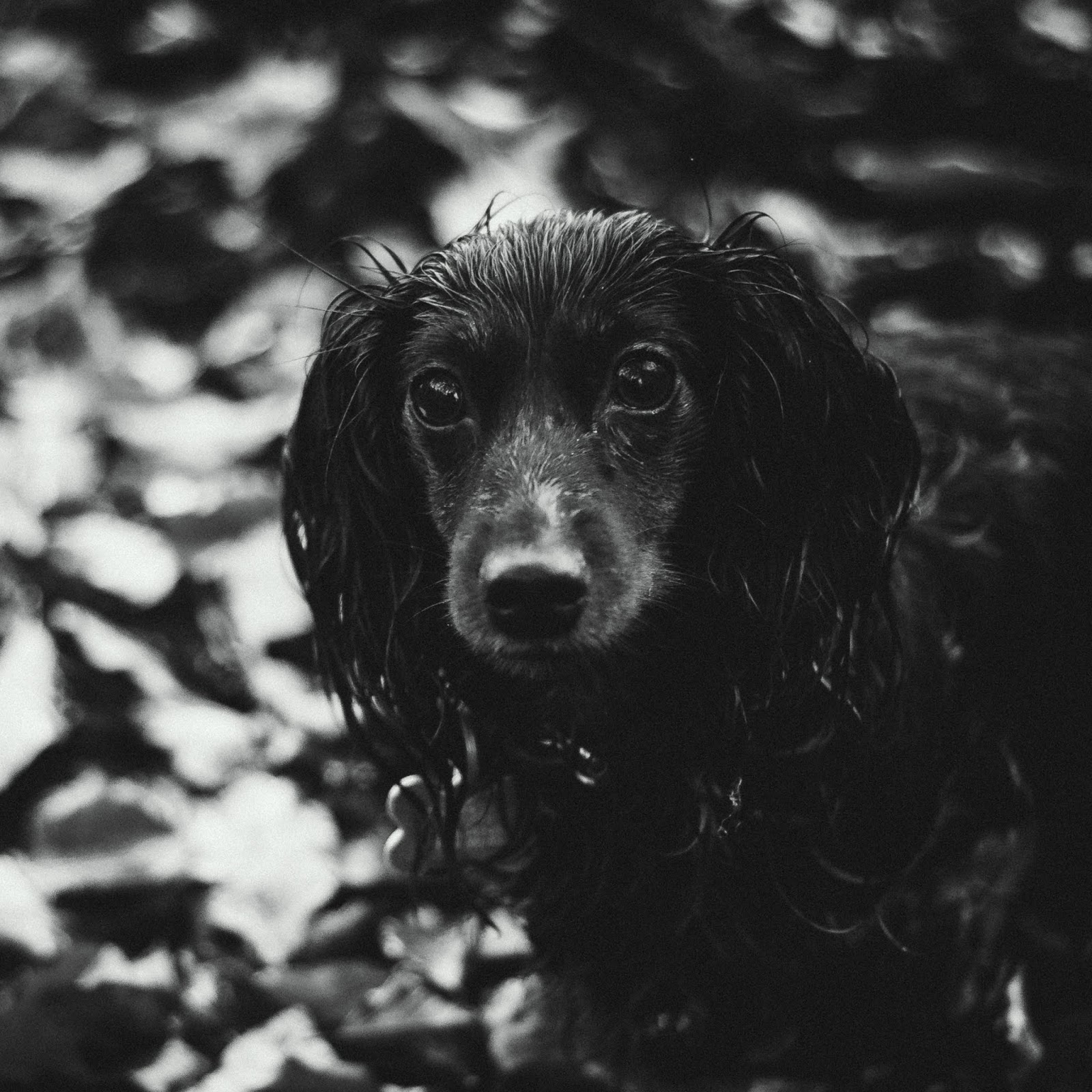 black and white dachshund pet portrait liquid grain liquidgrain liquidgrainpets
