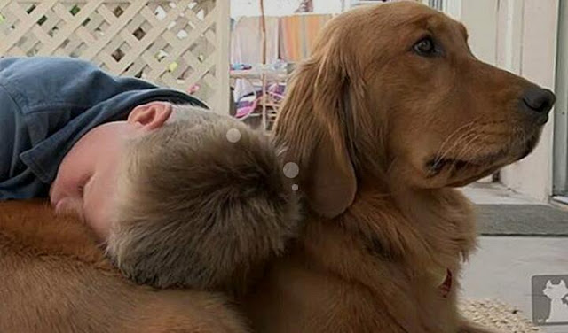 علاج التوحد بالاستعانة بالكلاب علاج التوحد بالاستعانة بالكلاب