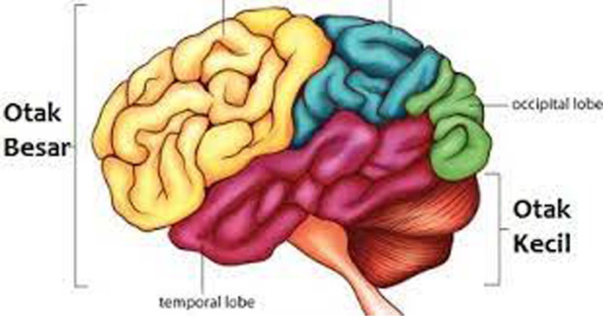 Perbedaan Otak Besar dan Otak Kecil - Nikekuko