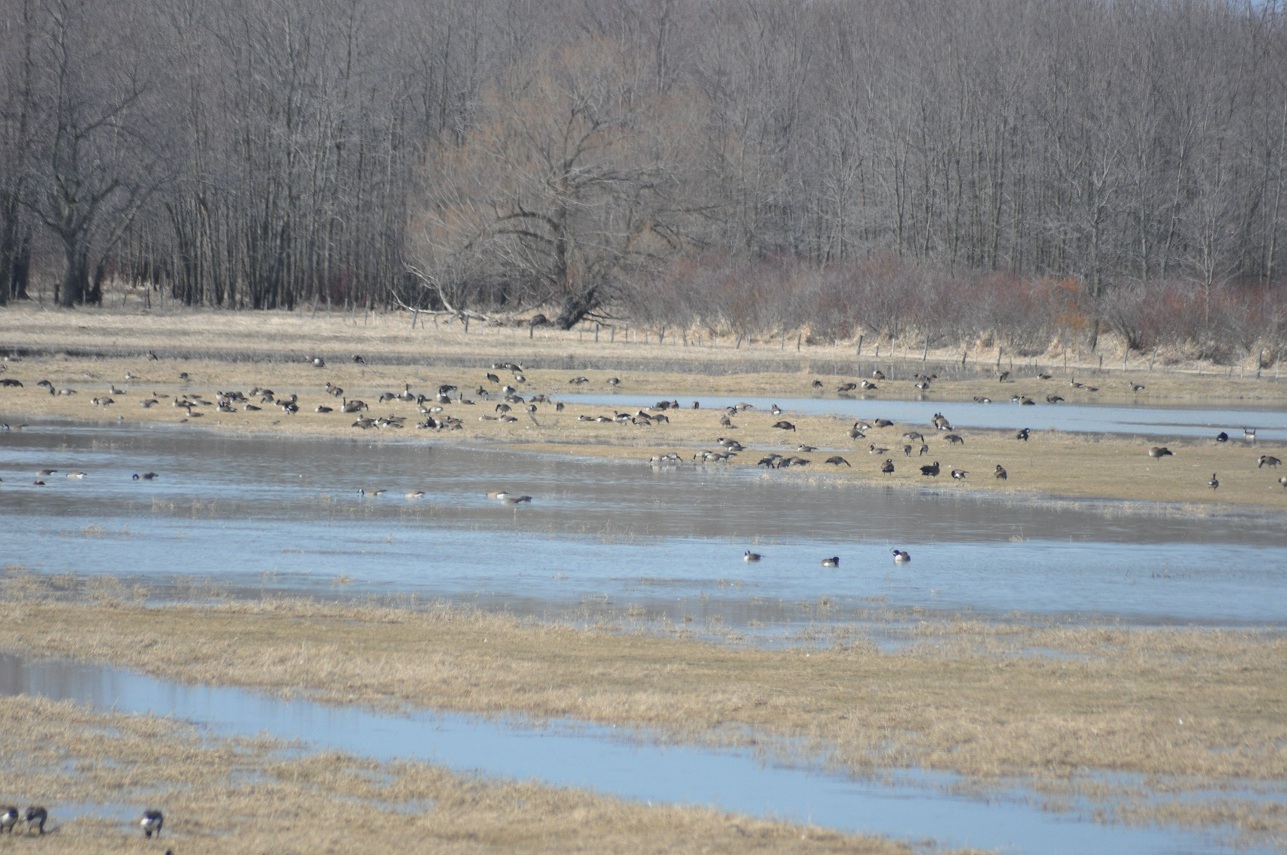 Centre d'interprétation de BaieduFebvre Compte rendu du 12 avril en