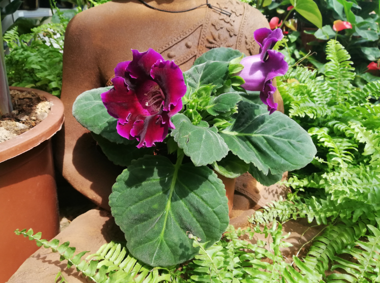 Plantas y flores: Sinningia speciosa