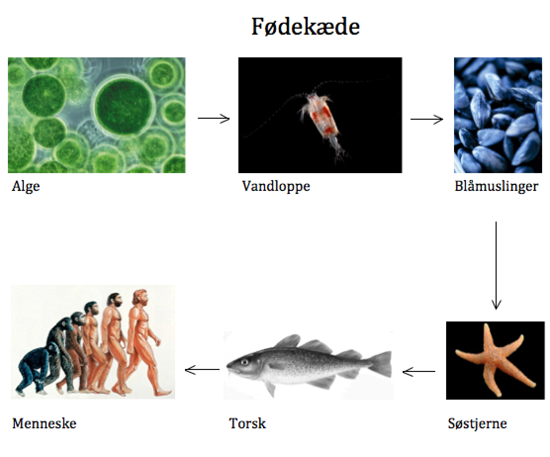 Havet: Fødekæde og fødenet
