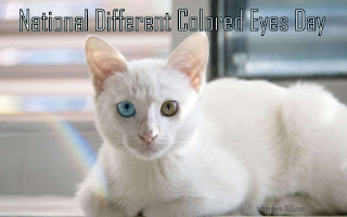 National Different Colored Eyes Day HD Pictures, Wallpapers