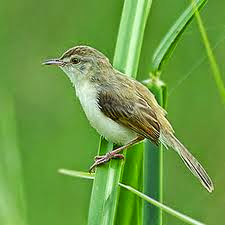 Tips Cara Merawat Burung Ciblek Sawah Bunyi Nyaring Gacor