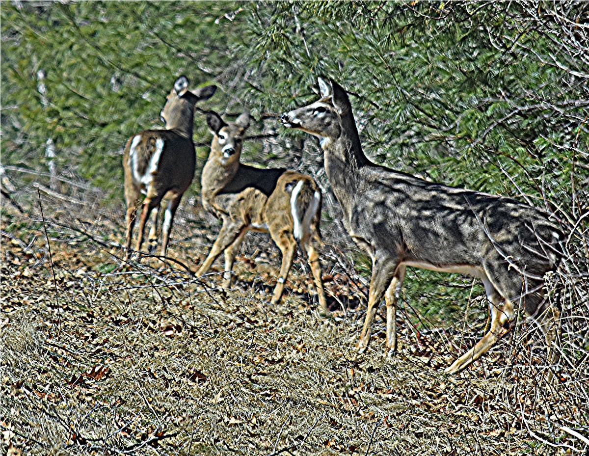 nature tales and camera trails A Grey Whitetailed Deer