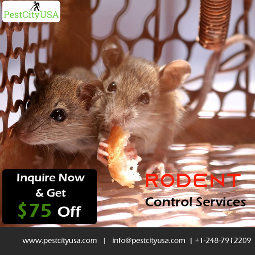 Common Types Of Pest Control Chemicals Used For Pest Control Businesses