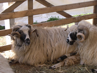 Eye balling sheep 7