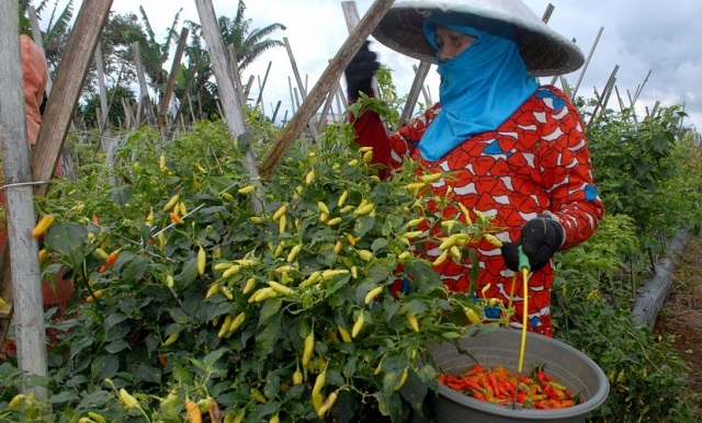 perawatan tanaman cabe rawit bangkok
