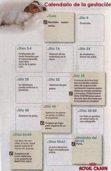 Calendario de la gestación