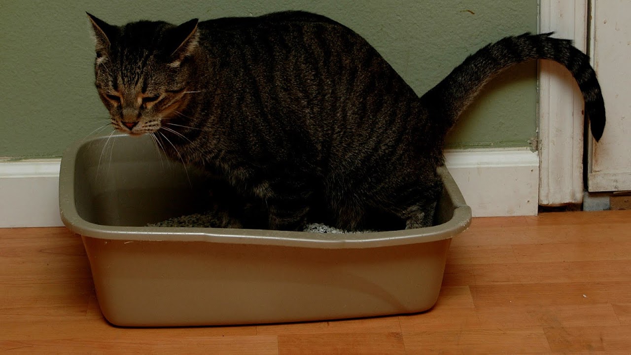 Multiple Cats Litter Box Problems Box Choices