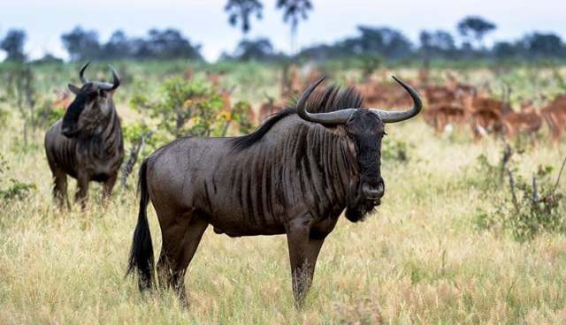 Wildebeest 5 binatang darat tercepat di dunia