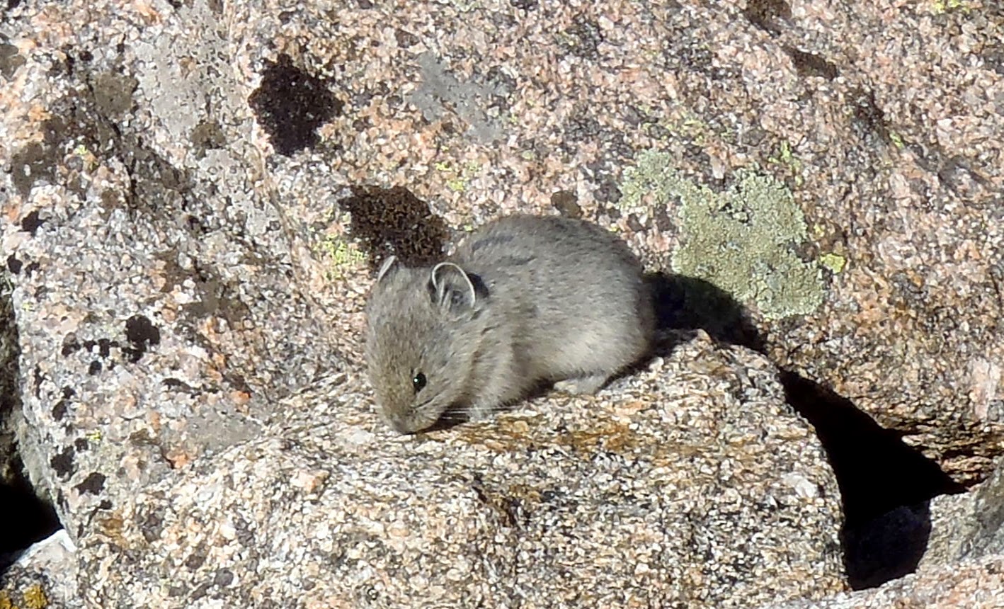 Colorado Small Mammal Pika