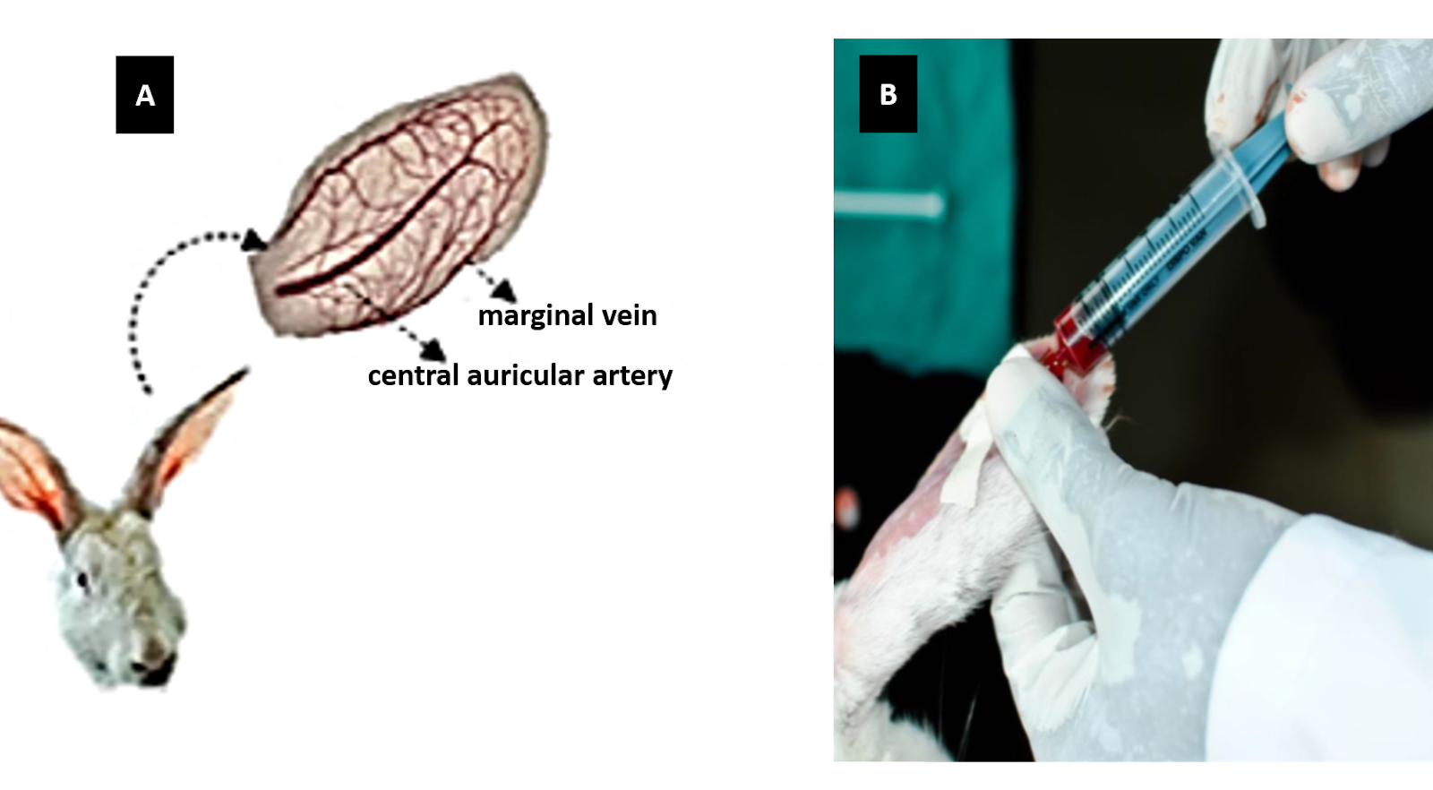 Protocol for Marginal Ear Vein / Artery Blood Sample Collection in Rabbit