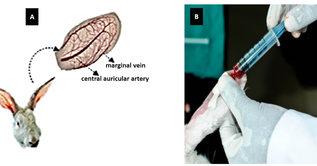 Protocol for Marginal Ear Vein / Artery Blood Sample Collection in Rabbit