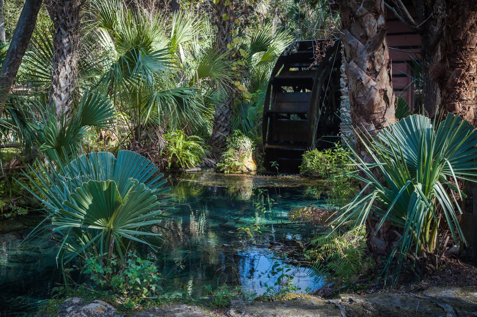 Swimming with Alligators is not Allowed at Juniper Springs Explore