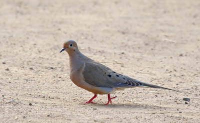 Photo of Mourning Dove on ground