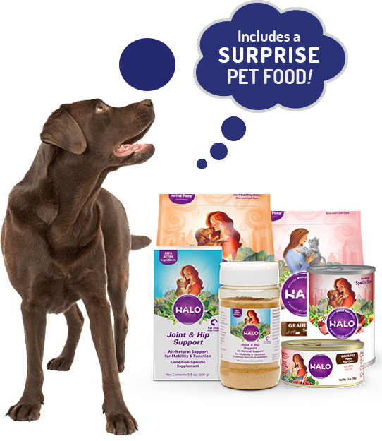 Pet Food Singapore The Premium Dog Food Brands In Singapore