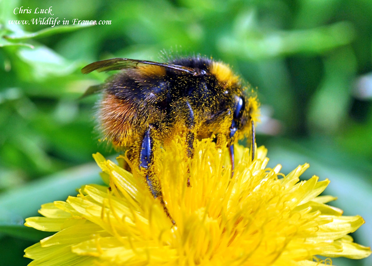 bumblebee early french bees france bombus pratorum bee bumble spring queen carpenter chimney beekeeping wildlife violacea xylocopa plenty always