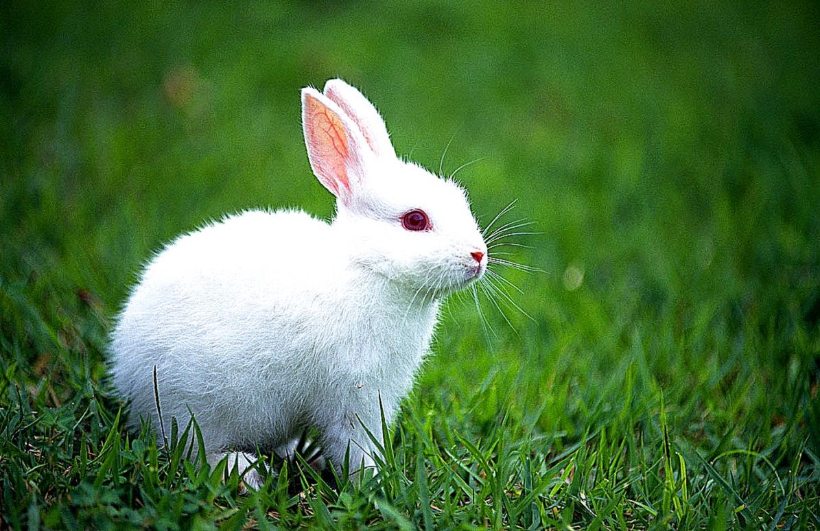 Cute Rabbit Images Hd