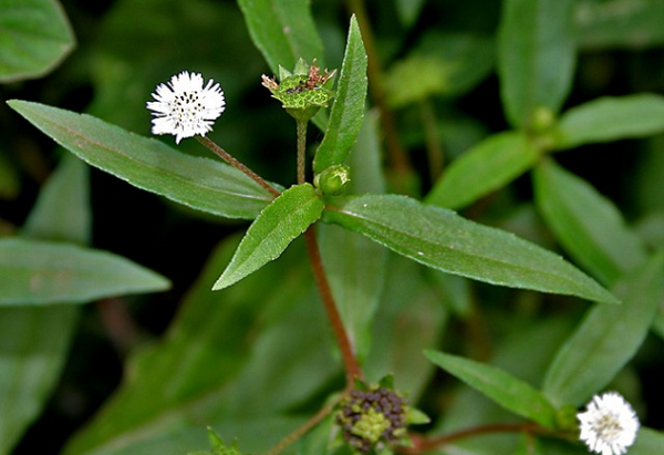 Cây cỏ mực