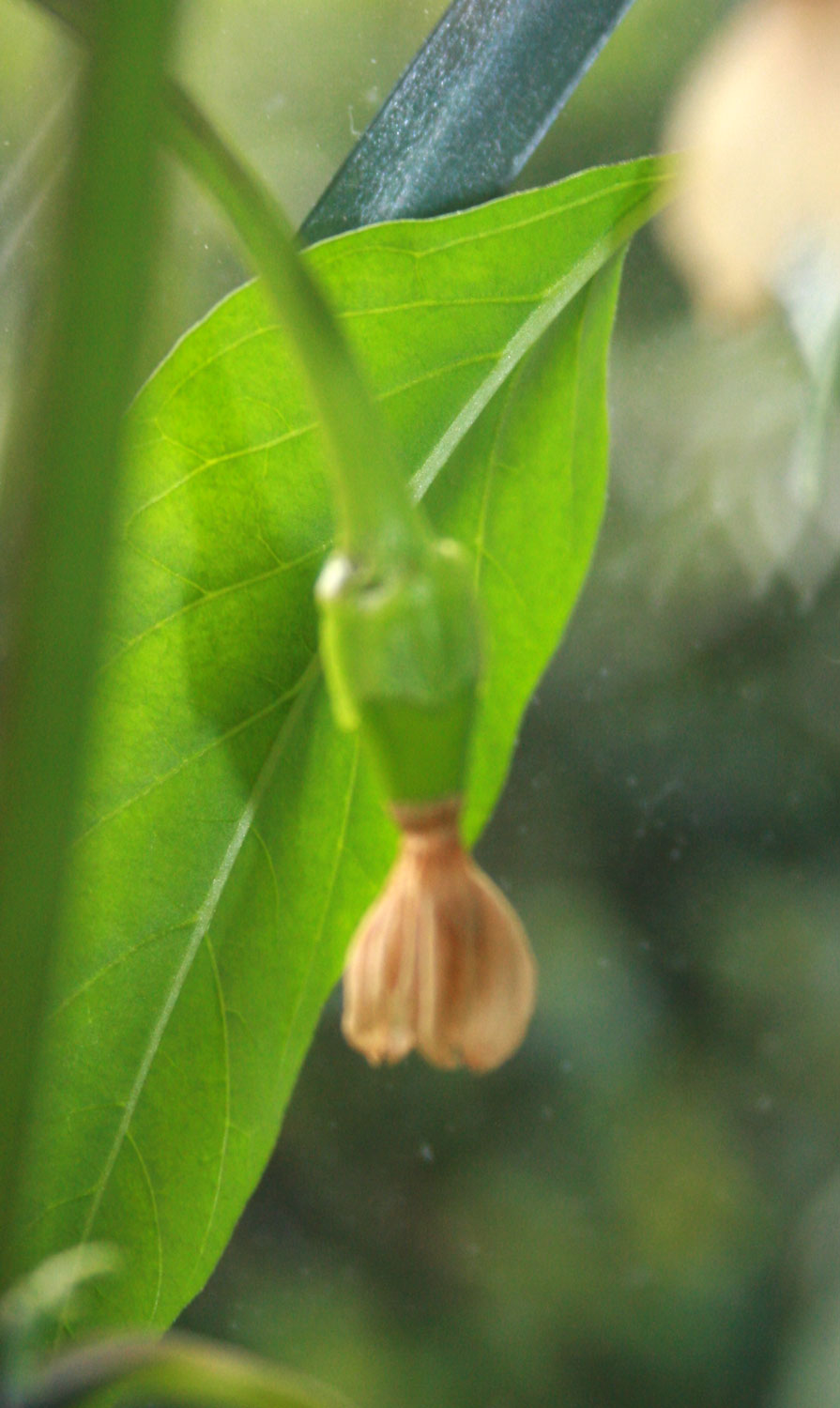 The PartTime Homesteader Different stages of the Chilli fruiting